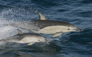 Delfín obecný (Delphinus delphis