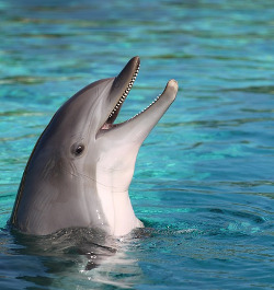 Delfín skákavý (Tursiops truncatus)