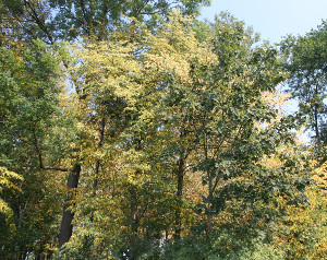 Stromům kvůli suchu žloutne a padá listí, autor fotografie - Veronika Kalníková