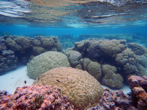Korálové útesy v Tichém oceánu (Americká Samoa)